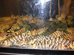IMG_0439_small