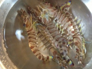 IMG_1179_small